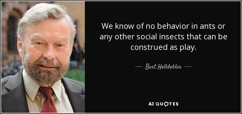We know of no behavior in ants or any other social insects that can be construed as play. - Bert Holldobler