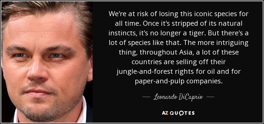 We're at risk of losing this iconic species for all time. Once it's stripped of its natural instincts, it's no longer a tiger. But there's a lot of species like that. The more intriguing thing, throughout Asia, a lot of these countries are selling off their jungle-and-forest rights for oil and for paper-and-pulp companies. - Leonardo DiCaprio