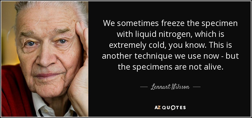 We sometimes freeze the specimen with liquid nitrogen, which is extremely cold, you know. This is another technique we use now - but the specimens are not alive. - Lennart Nilsson