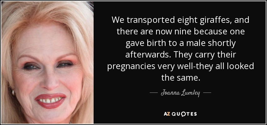 We transported eight giraffes, and there are now nine because one gave birth to a male shortly afterwards. They carry their pregnancies very well-they all looked the same. - Joanna Lumley