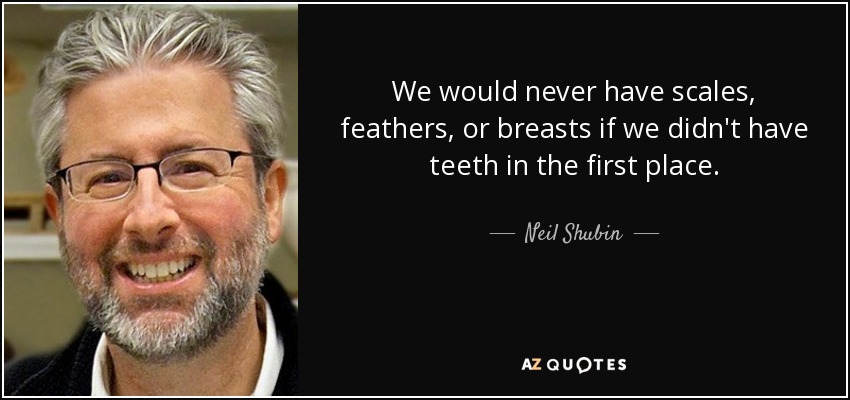We would never have scales, feathers, or breasts if we didn't have teeth in the first place. - Neil Shubin