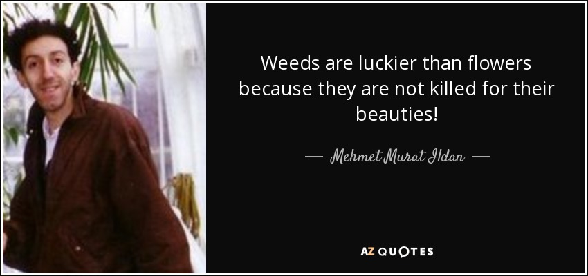 Weeds are luckier than flowers because they are not killed for their beauties! - Mehmet Murat Ildan