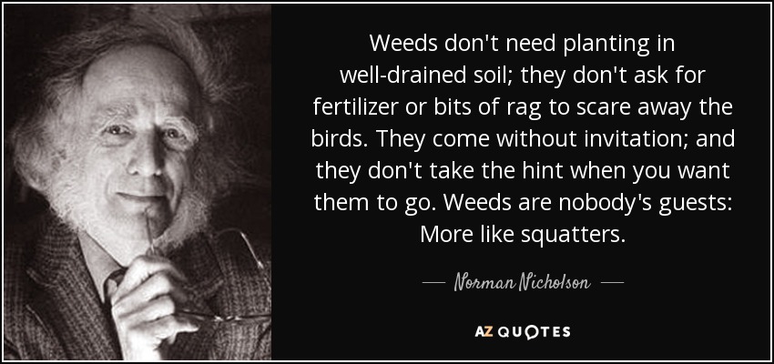 Weeds don't need planting in well-drained soil; they don't ask for fertilizer or bits of rag to scare away the birds. They come without invitation; and they don't take the hint when you want them to go. Weeds are nobody's guests: More like squatters. - Norman Nicholson