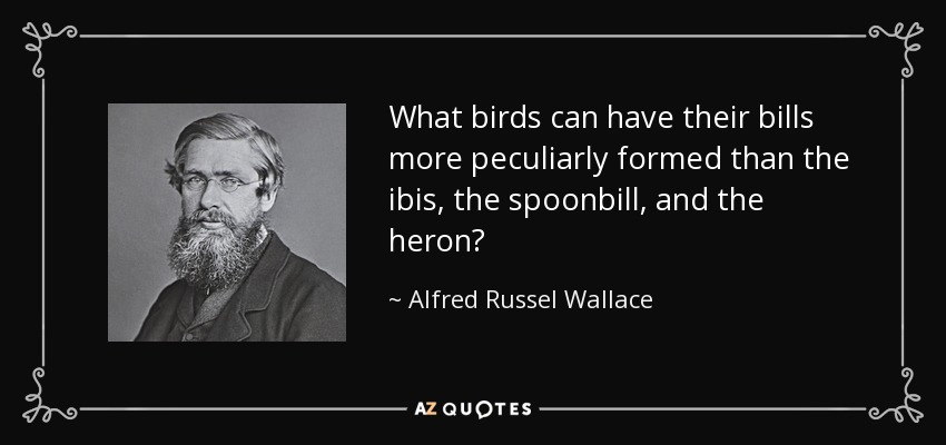 What birds can have their bills more peculiarly formed than the ibis, the spoonbill, and the heron? - Alfred Russel Wallace