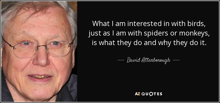 What I am interested in with birds, just as I am with spiders or monkeys, is what they do and why they do it. - David Attenborough