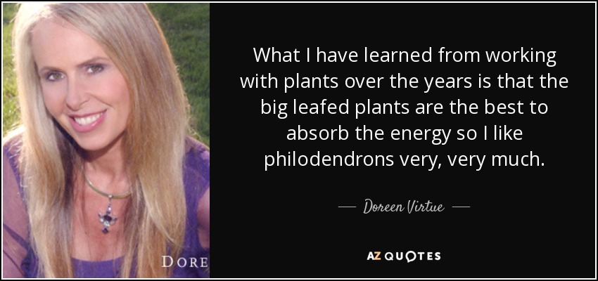 What I have learned from working with plants over the years is that the big leafed plants are the best to absorb the energy so I like philodendrons very, very much. - Doreen Virtue