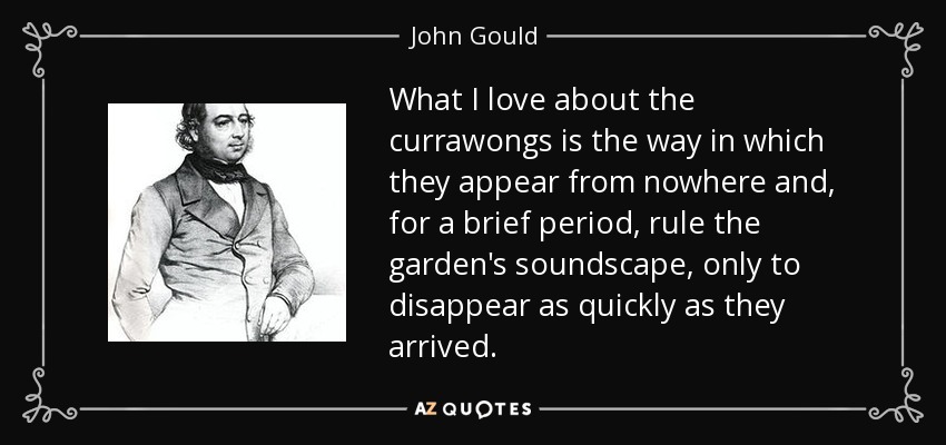 What I love about the currawongs is the way in which they appear from nowhere and, for a brief period, rule the garden's soundscape, only to disappear as quickly as they arrived. - John Gould