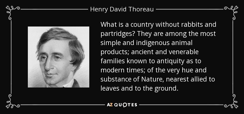What is a country without rabbits and partridges? They are among the most simple and indigenous animal products; ancient and venerable families known to antiquity as to modern times; of the very hue and substance of Nature, nearest allied to leaves and to the ground. - Henry David Thoreau