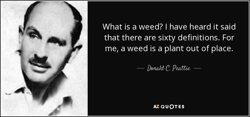 What is a weed? I have heard it said that there are sixty definitions. For me, a weed is a plant out of place. - Donald C. Peattie