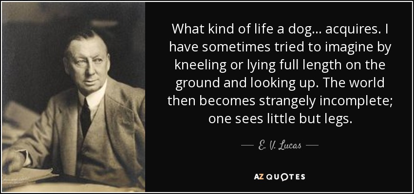 What kind of life a dog . . . acquires. I have sometimes tried to imagine by kneeling or lying full length on the ground and looking up. The world then becomes strangely incomplete; one sees little but legs. - E. V. Lucas