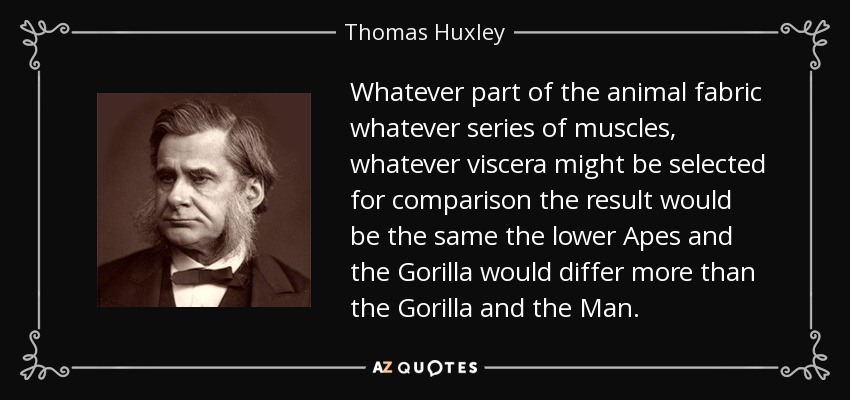 Whatever part of the animal fabric whatever series of muscles, whatever viscera might be selected for comparison the result would be the same the lower Apes and the Gorilla would differ more than the Gorilla and the Man. - Thomas Huxley