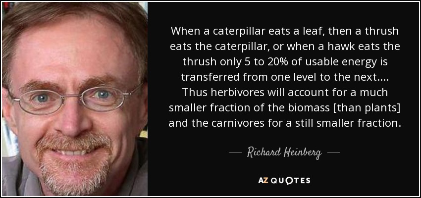When a caterpillar eats a leaf, then a thrush eats the caterpillar, or when a hawk eats the thrush only 5 to 20% of usable energy is transferred from one level to the next. ... Thus herbivores will account for a much smaller fraction of the biomass [than plants] and the carnivores for a still smaller fraction. - Richard Heinberg