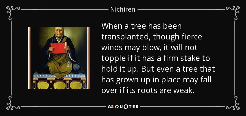 When a tree has been transplanted, though fierce winds may blow, it will not topple if it has a firm stake to hold it up. But even a tree that has grown up in place may fall over if its roots are weak. - Nichiren