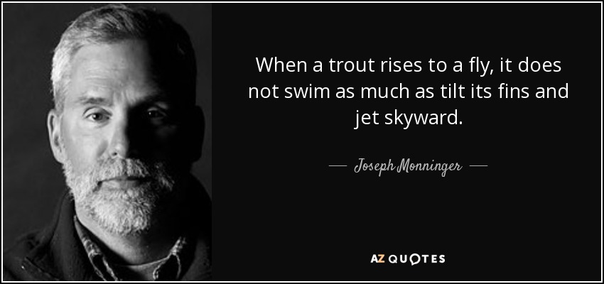 When a trout rises to a fly, it does not swim as much as tilt its fins and jet skyward. - Joseph Monninger