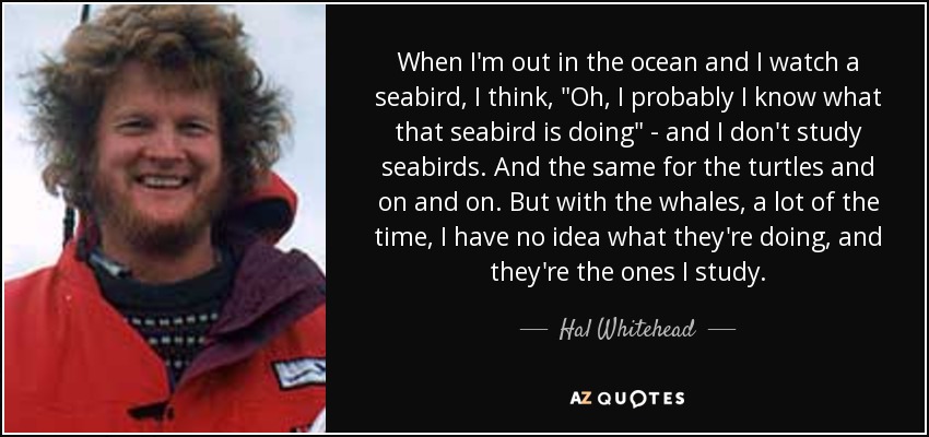 When I'm out in the ocean and I watch a seabird, I think, 