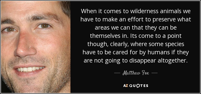 When it comes to wilderness animals we have to make an effort to preserve what areas we can that they can be themselves in. Its come to a point though, clearly, where some species have to be cared for by humans if they are not going to disappear altogether. - Matthew Fox