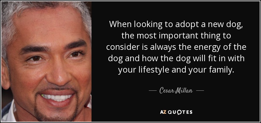 When looking to adopt a new dog, the most important thing to consider is always the energy of the dog and how the dog will fit in with your lifestyle and your family. - Cesar Millan