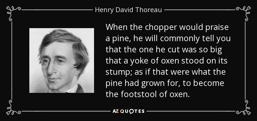 When the chopper would praise a pine, he will commonly tell you that the one he cut was so big that a yoke of oxen stood on its stump; as if that were what the pine had grown for, to become the footstool of oxen. - Henry David Thoreau
