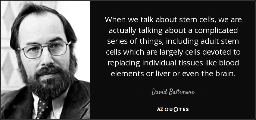 When we talk about stem cells, we are actually talking about a complicated series of things, including adult stem cells which are largely cells devoted to replacing individual tissues like blood elements or liver or even the brain. - David Baltimore