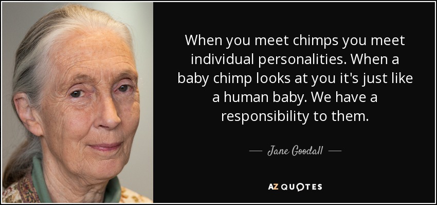 When you meet chimps you meet individual personalities. When a baby chimp looks at you it's just like a human baby. We have a responsibility to them. - Jane Goodall