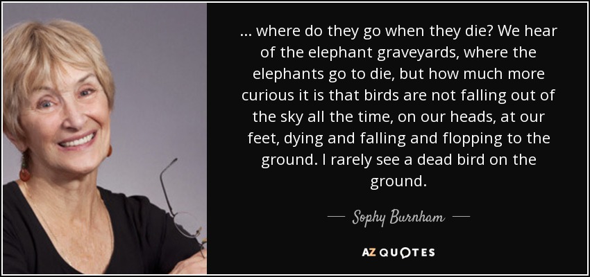 ... where do they go when they die? We hear of the elephant graveyards, where the elephants go to die, but how much more curious it is that birds are not falling out of the sky all the time, on our heads, at our feet, dying and falling and flopping to the ground. I rarely see a dead bird on the ground. - Sophy Burnham