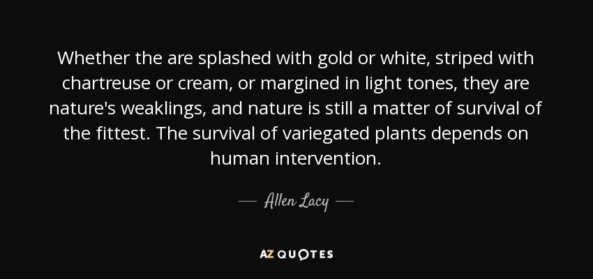 Whether the are splashed with gold or white, striped with chartreuse or cream, or margined in light tones, they are nature's weaklings, and nature is still a matter of survival of the fittest. The survival of variegated plants depends on human intervention. - Allen Lacy