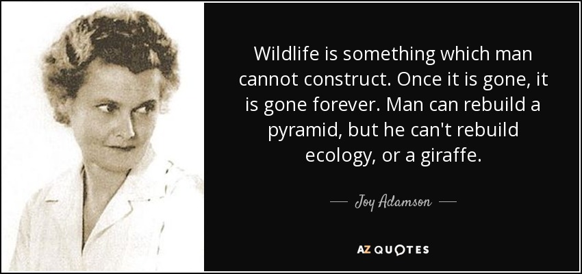 Wildlife is something which man cannot construct. Once it is gone, it is gone forever. Man can rebuild a pyramid, but he can't rebuild ecology, or a giraffe. - Joy Adamson