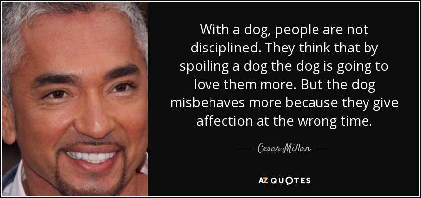 With a dog, people are not disciplined. They think that by spoiling a dog the dog is going to love them more. But the dog misbehaves more because they give affection at the wrong time. - Cesar Millan