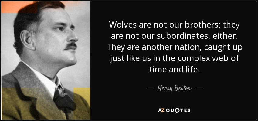Wolves are not our brothers; they are not our subordinates, either. They are another nation, caught up just like us in the complex web of time and life. - Henry Beston