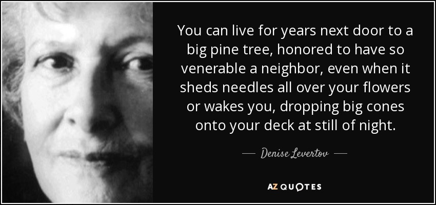 You can live for years next door to a big pine tree, honored to have so venerable a neighbor, even when it sheds needles all over your flowers or wakes you, dropping big cones onto your deck at still of night. - Denise Levertov