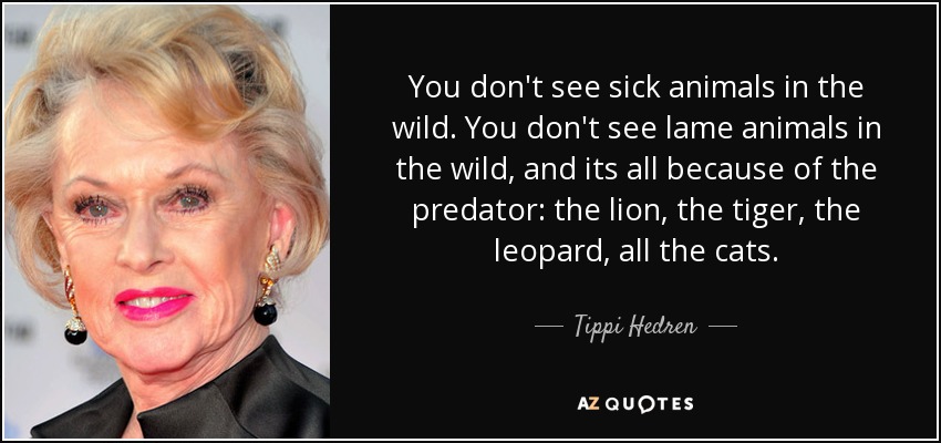 You don't see sick animals in the wild. You don't see lame animals in the wild, and its all because of the predator: the lion, the tiger, the leopard, all the cats. - Tippi Hedren