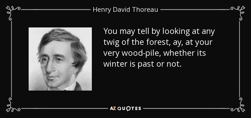 You may tell by looking at any twig of the forest, ay, at your very wood-pile, whether its winter is past or not. - Henry David Thoreau