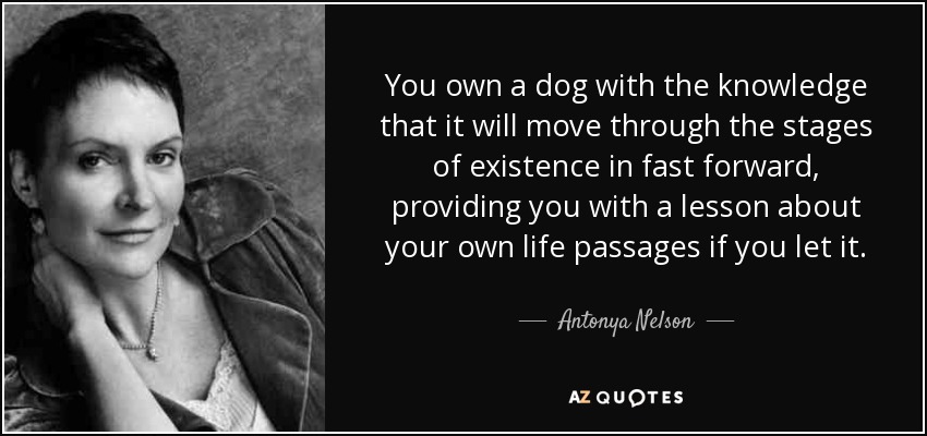 You own a dog with the knowledge that it will move through the stages of existence in fast forward, providing you with a lesson about your own life passages if you let it. - Antonya Nelson