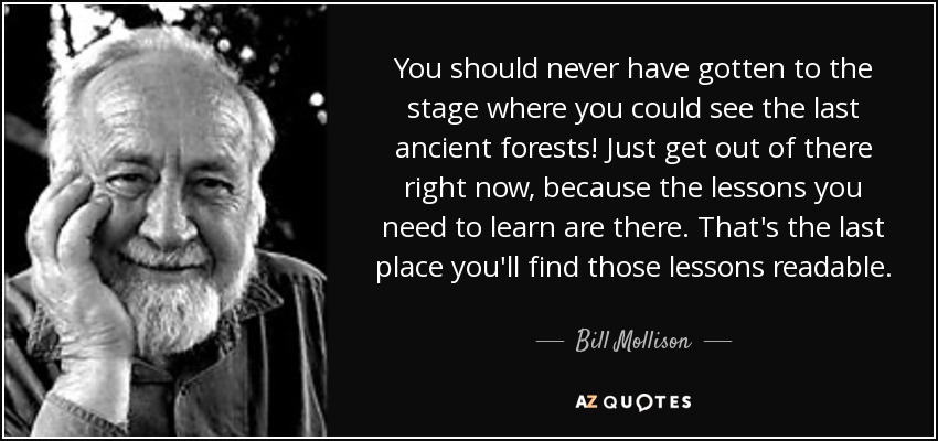 You should never have gotten to the stage where you could see the last ancient forests! Just get out of there right now, because the lessons you need to learn are there. That's the last place you'll find those lessons readable. - Bill Mollison