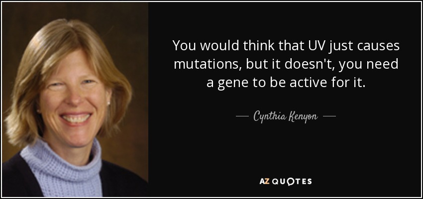 You would think that UV just causes mutations, but it doesn't, you need a gene to be active for it. - Cynthia Kenyon