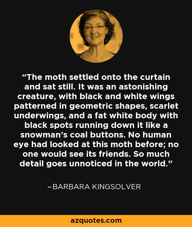 The moth settled onto the curtain and sat still. It was an astonishing creature, with black and white wings patterned in geometric shapes, scarlet underwings, and a fat white body with black spots running down it like a snowman's coal buttons. No human eye had looked at this moth before; no one would see its friends. So much detail goes unnoticed in the world. - Barbara Kingsolver