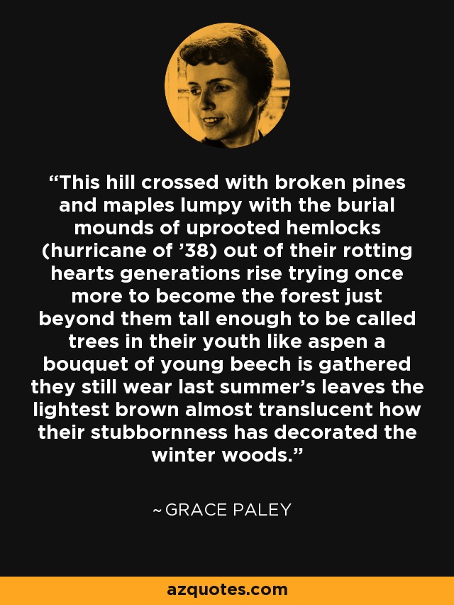 This hill crossed with broken pines and maples lumpy with the burial mounds of uprooted hemlocks (hurricane of '38) out of their rotting hearts generations rise trying once more to become the forest just beyond them tall enough to be called trees in their youth like aspen a bouquet of young beech is gathered they still wear last summer's leaves the lightest brown almost translucent how their stubbornness has decorated the winter woods. - Grace Paley