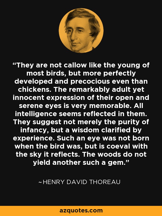 They are not callow like the young of most birds, but more perfectly developed and precocious even than chickens. The remarkably adult yet innocent expression of their open and serene eyes is very memorable. All intelligence seems reflected in them. They suggest not merely the purity of infancy, but a wisdom clarified by experience. Such an eye was not born when the bird was, but is coeval with the sky it reflects. The woods do not yield another such a gem. - Henry David Thoreau