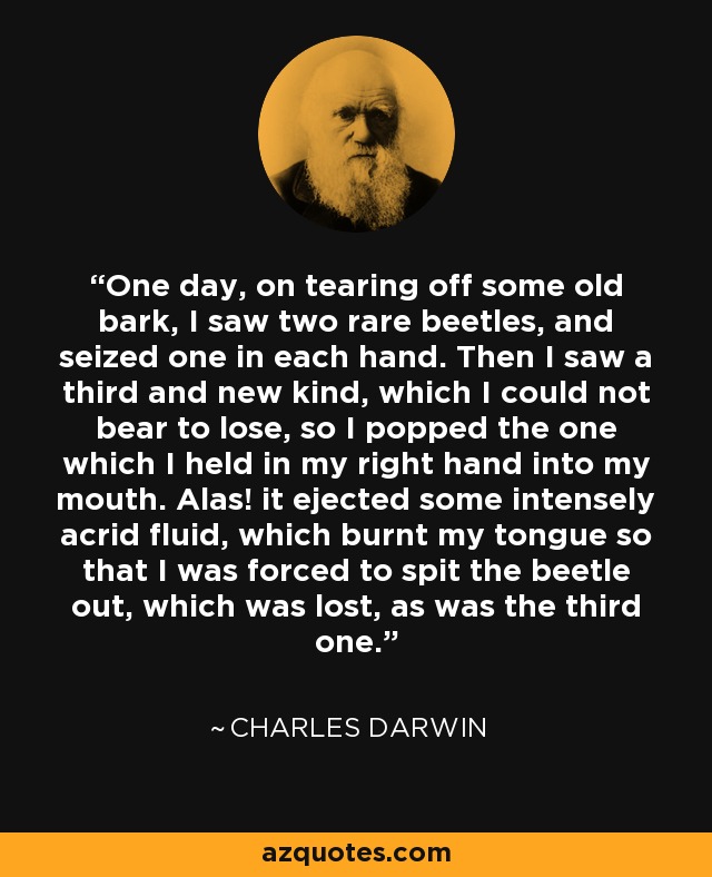 One day, on tearing off some old bark, I saw two rare beetles, and seized one in each hand. Then I saw a third and new kind, which I could not bear to lose, so I popped the one which I held in my right hand into my mouth. Alas! it ejected some intensely acrid fluid, which burnt my tongue so that I was forced to spit the beetle out, which was lost, as was the third one. - Charles Darwin