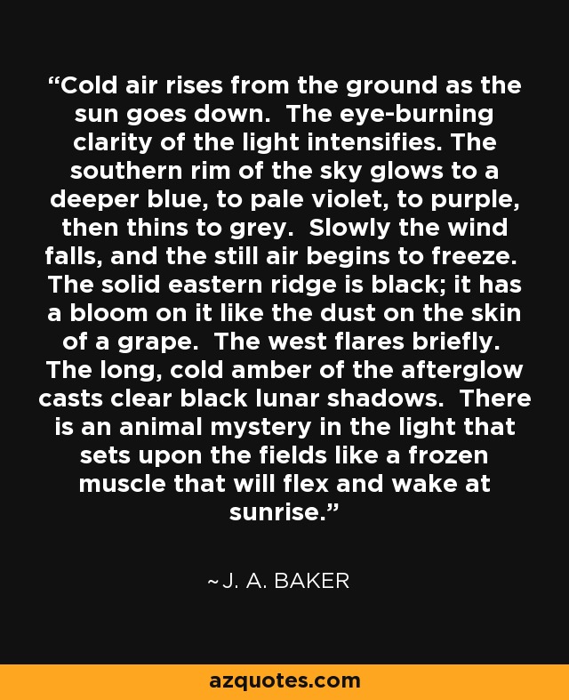 Cold air rises from the ground as the sun goes down. The eye-burning clarity of the light intensifies. The southern rim of the sky glows to a deeper blue, to pale violet, to purple, then thins to grey. Slowly the wind falls, and the still air begins to freeze. The solid eastern ridge is black; it has a bloom on it like the dust on the skin of a grape. The west flares briefly. The long, cold amber of the afterglow casts clear black lunar shadows. There is an animal mystery in the light that sets upon the fields like a frozen muscle that will flex and wake at sunrise. - J. A. Baker