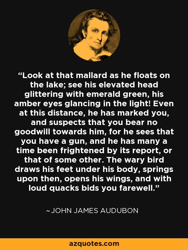 Look at that mallard as he floats on the lake; see his elevated head glittering with emerald green, his amber eyes glancing in the light! Even at this distance, he has marked you, and suspects that you bear no goodwill towards him, for he sees that you have a gun, and he has many a time been frightened by its report, or that of some other. The wary bird draws his feet under his body, springs upon then, opens his wings, and with loud quacks bids you farewell. - John James Audubon