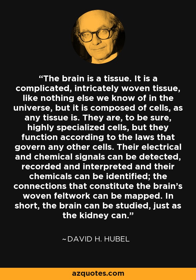 The brain is a tissue. It is a complicated, intricately woven tissue, like nothing else we know of in the universe, but it is composed of cells, as any tissue is. They are, to be sure, highly specialized cells, but they function according to the laws that govern any other cells. Their electrical and chemical signals can be detected, recorded and interpreted and their chemicals can be identified; the connections that constitute the brain's woven feltwork can be mapped. In short, the brain can be studied, just as the kidney can. - David H. Hubel
