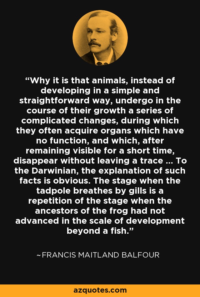 Why it is that animals, instead of developing in a simple and straightforward way, undergo in the course of their growth a series of complicated changes, during which they often acquire organs which have no function, and which, after remaining visible for a short time, disappear without leaving a trace ... To the Darwinian, the explanation of such facts is obvious. The stage when the tadpole breathes by gills is a repetition of the stage when the ancestors of the frog had not advanced in the scale of development beyond a fish. - Francis Maitland Balfour