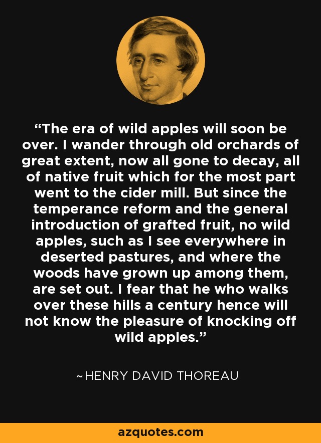 The era of wild apples will soon be over. I wander through old orchards of great extent, now all gone to decay, all of native fruit which for the most part went to the cider mill. But since the temperance reform and the general introduction of grafted fruit, no wild apples, such as I see everywhere in deserted pastures, and where the woods have grown up among them, are set out. I fear that he who walks over these hills a century hence will not know the pleasure of knocking off wild apples. - Henry David Thoreau