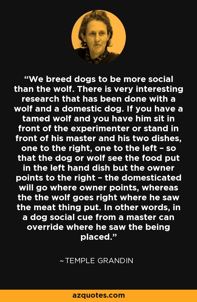 We breed dogs to be more social than the wolf. There is very interesting research that has been done with a wolf and a domestic dog. If you have a tamed wolf and you have him sit in front of the experimenter or stand in front of his master and his two dishes, one to the right, one to the left – so that the dog or wolf see the food put in the left hand dish but the owner points to the right – the domesticated will go where owner points, whereas the the wolf goes right where he saw the meat thing put. In other words, in a dog social cue from a master can override where he saw the being placed. - Temple Grandin