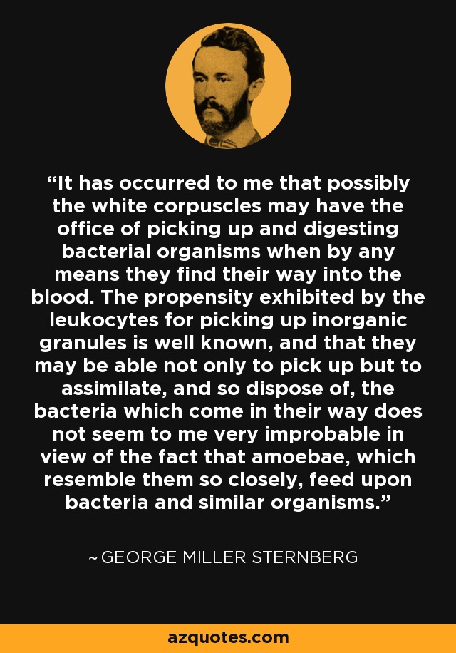 It has occurred to me that possibly the white corpuscles may have the office of picking up and digesting bacterial organisms when by any means they find their way into the blood. The propensity exhibited by the leukocytes for picking up inorganic granules is well known, and that they may be able not only to pick up but to assimilate, and so dispose of, the bacteria which come in their way does not seem to me very improbable in view of the fact that amoebae, which resemble them so closely, feed upon bacteria and similar organisms. - George Miller Sternberg