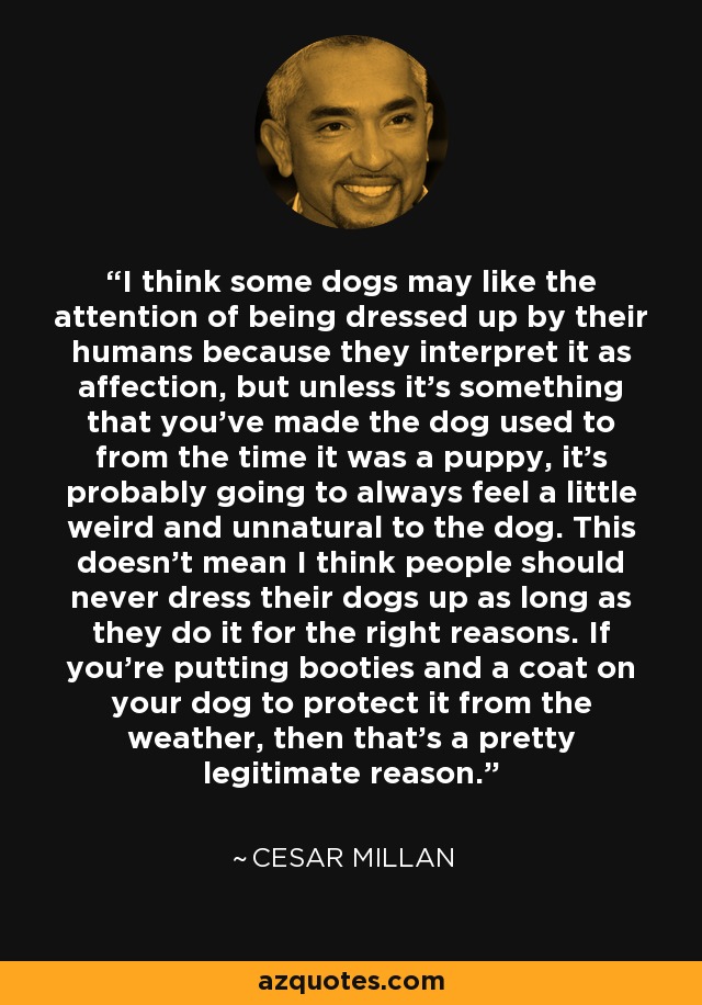 I think some dogs may like the attention of being dressed up by their humans because they interpret it as affection, but unless it's something that you've made the dog used to from the time it was a puppy, it's probably going to always feel a little weird and unnatural to the dog. This doesn't mean I think people should never dress their dogs up as long as they do it for the right reasons. If you're putting booties and a coat on your dog to protect it from the weather, then that's a pretty legitimate reason. - Cesar Millan