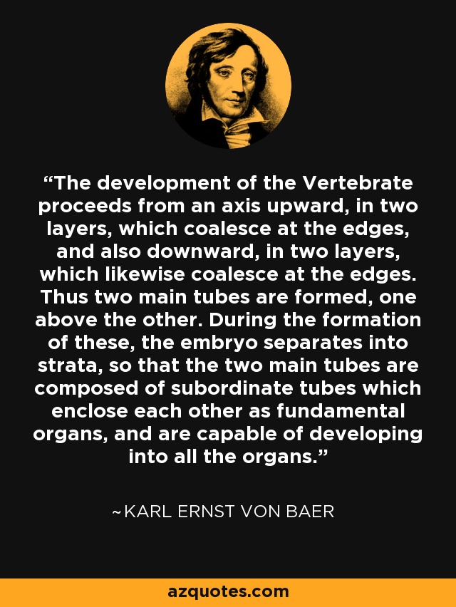 The development of the Vertebrate proceeds from an axis upward, in two layers, which coalesce at the edges, and also downward, in two layers, which likewise coalesce at the edges. Thus two main tubes are formed, one above the other. During the formation of these, the embryo separates into strata, so that the two main tubes are composed of subordinate tubes which enclose each other as fundamental organs, and are capable of developing into all the organs. - Karl Ernst von Baer