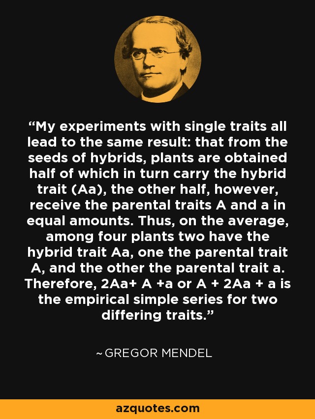 My experiments with single traits all lead to the same result: that from the seeds of hybrids, plants are obtained half of which in turn carry the hybrid trait (Aa), the other half, however, receive the parental traits A and a in equal amounts. Thus, on the average, among four plants two have the hybrid trait Aa, one the parental trait A, and the other the parental trait a. Therefore, 2Aa+ A +a or A + 2Aa + a is the empirical simple series for two differing traits. - Gregor Mendel