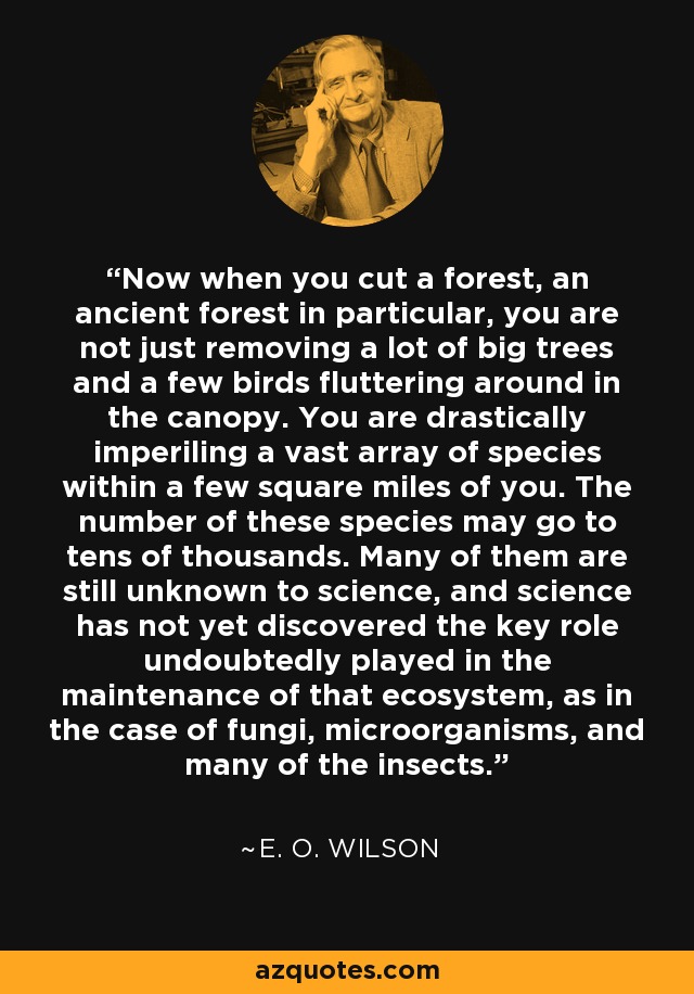 Now when you cut a forest, an ancient forest in particular, you are not just removing a lot of big trees and a few birds fluttering around in the canopy. You are drastically imperiling a vast array of species within a few square miles of you. The number of these species may go to tens of thousands. Many of them are still unknown to science, and science has not yet discovered the key role undoubtedly played in the maintenance of that ecosystem, as in the case of fungi, microorganisms, and many of the insects. - E. O. Wilson